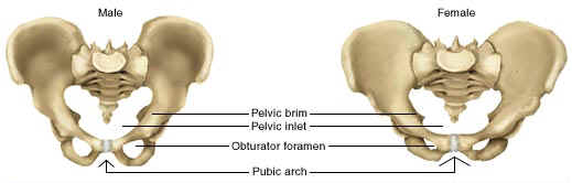 pelvis5